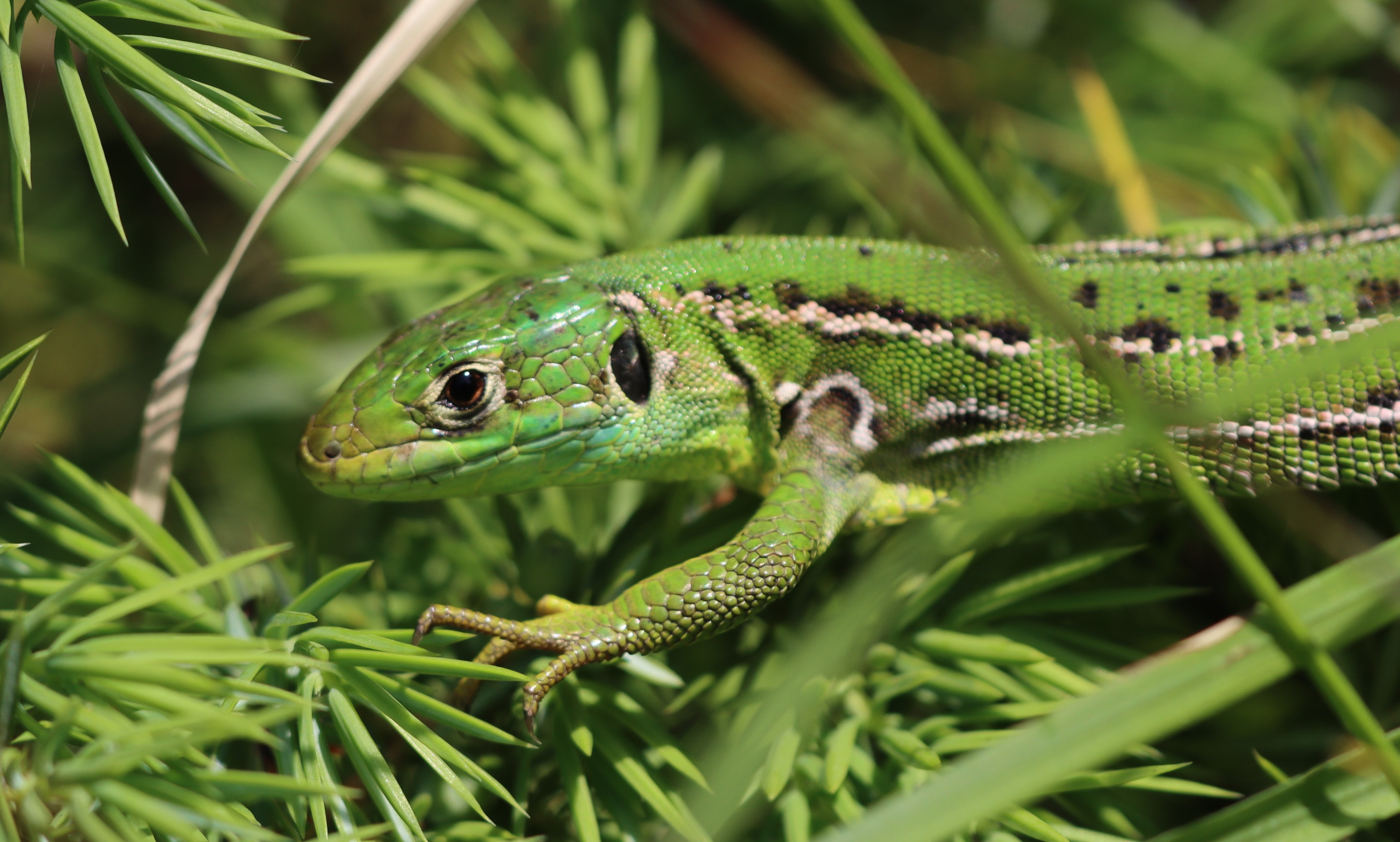 Visite du site du CEN à Rocquemont (60)